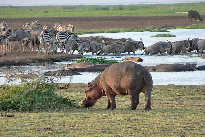 Lake Manyara National Park - Tanzania Safari Experience
